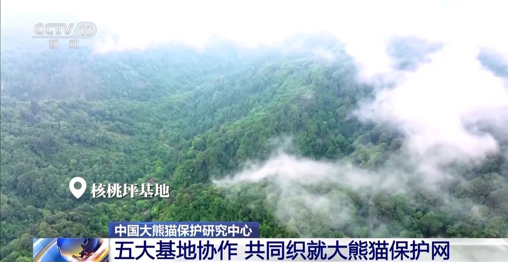 国宝添“新家”！首批13只大熊猫正式入住绵阳基地(图4)