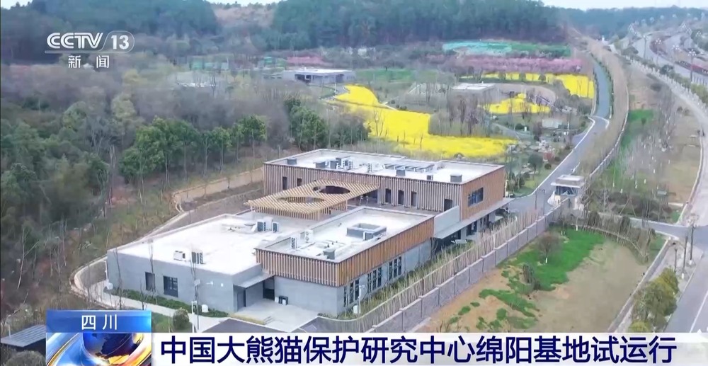 国宝添“新家”！首批13只大熊猫正式入住绵阳基地(图3)