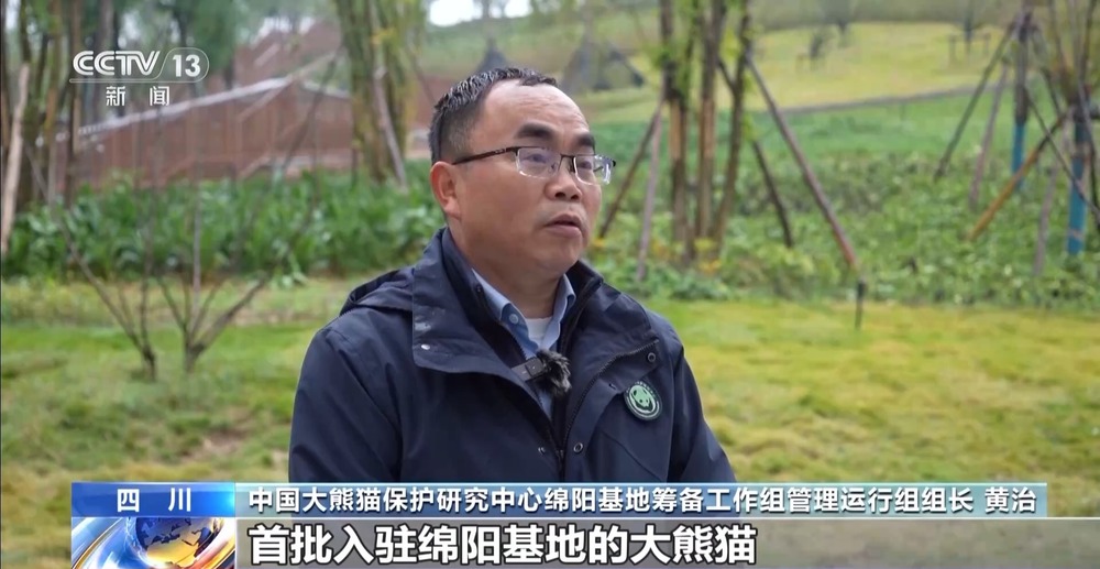国宝添“新家”！首批13只大熊猫正式入住绵阳基地(图1)