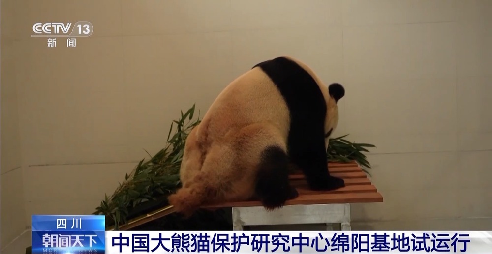 国宝添“新家”！首批13只大熊猫正式入住绵阳基地(图2)