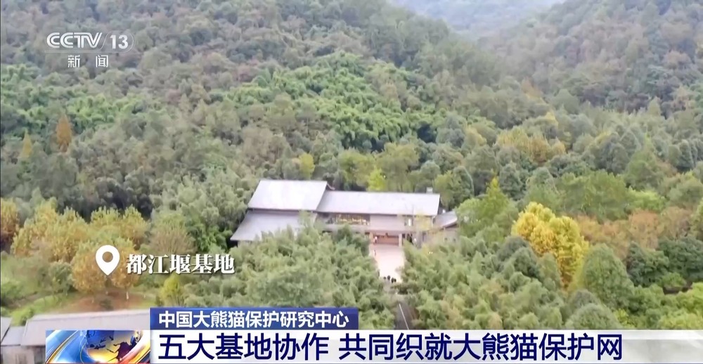 国宝添“新家”！首批13只大熊猫正式入住绵阳基地(图5)