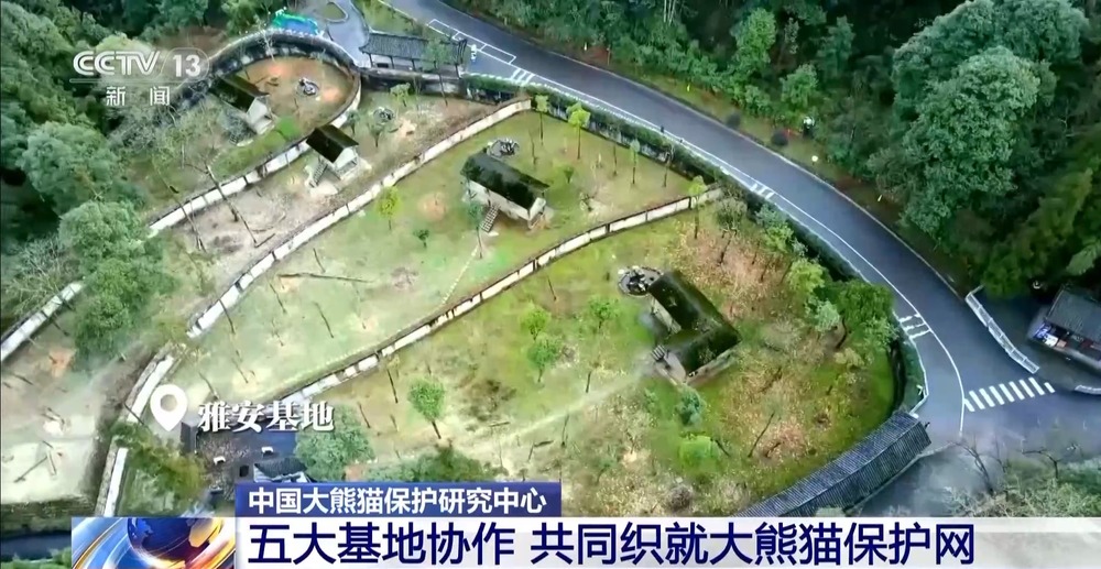 国宝添“新家”！首批13只大熊猫正式入住绵阳基地(图6)