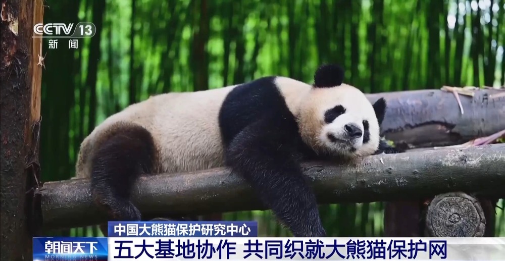 国宝添“新家”！首批13只大熊猫正式入住绵阳基地(图7)