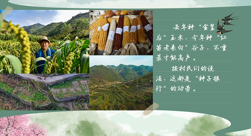 春耕时节我们在行动_光明网(图36)