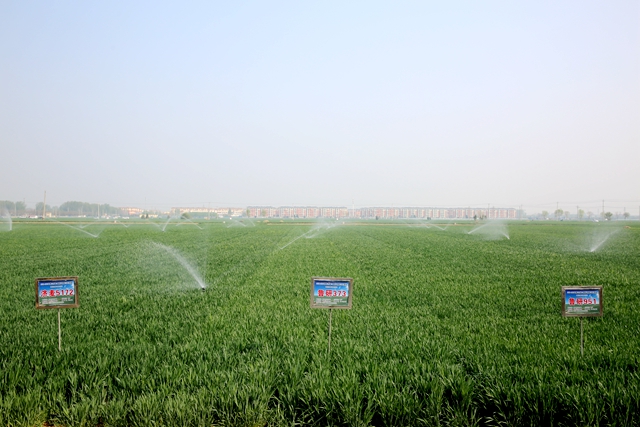 滕州市级索镇：智赋春管绘新景粮田沃野启新程(图7)