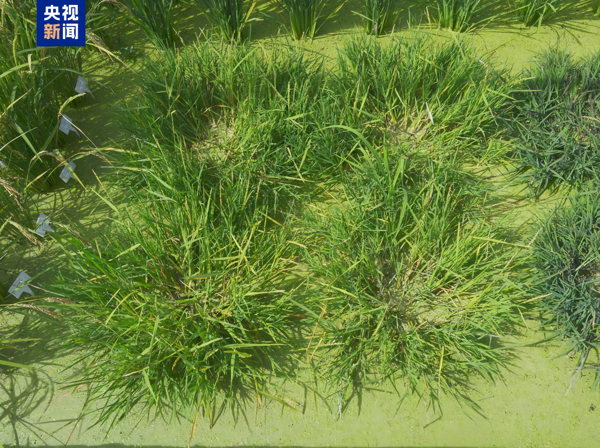 一种多收！我国科学家培育出多年生“长寿水稻”(图1)