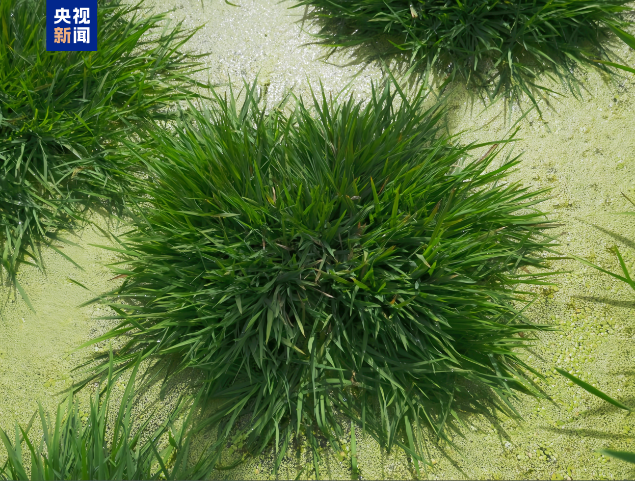 一种多收！我国科学家培育出多年生“长寿水稻”(图2)