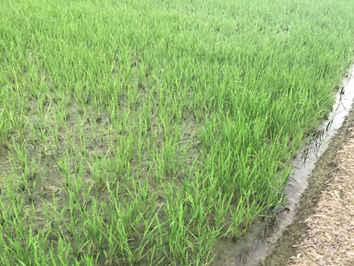 科技治土兴乡村炭基材料焕新生——绍兴理工学院团队打造土壤重金属修复新方案(图1)