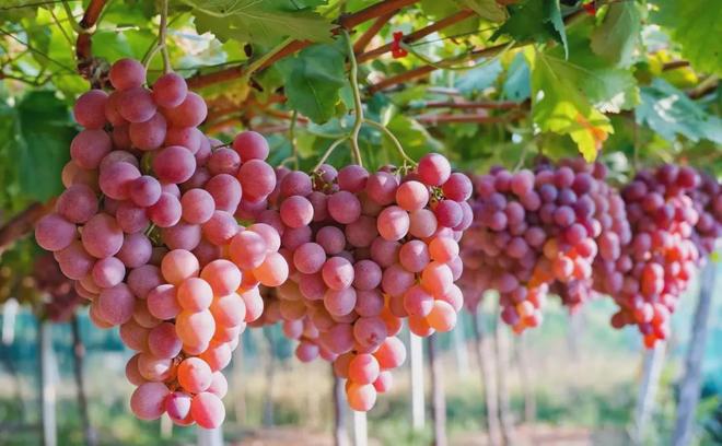 高考地理中的农业分析(图2)