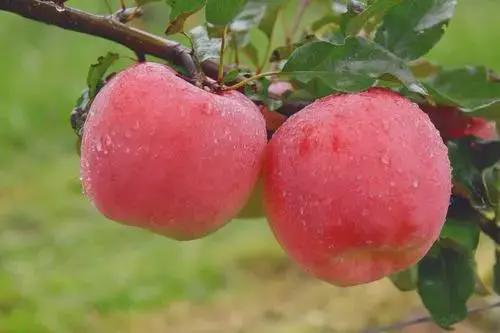 高考地理中的农业分析(图3)