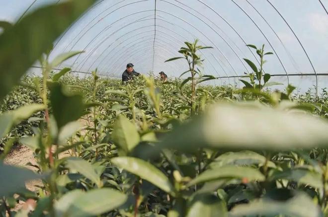 高考地理中的农业分析(图6)